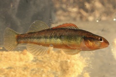 Percina roanoka