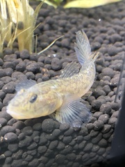 Ctenogobius boleosoma