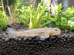 Ctenogobius boleosoma