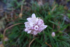 Armeria ruscinonensis