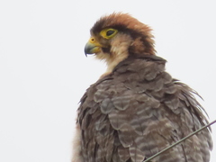 Falco biarmicus biarmicus