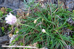 Armeria ruscinonensis