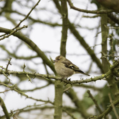 Fringilla coelebs