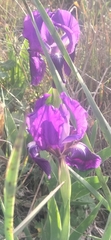 Iris lutescens subbiflora