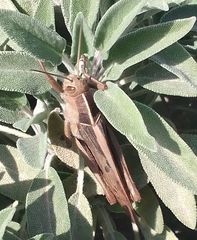 Acanthacris ruficornis