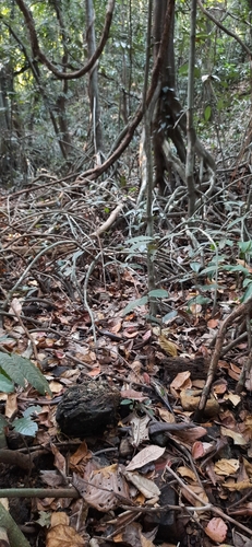 Myristica magnifica observed 2022-02-11