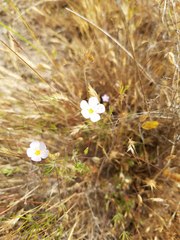 Leptosiphon liniflorus