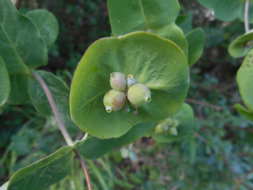 Gartengeißblatt