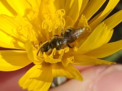 Lasioglossum