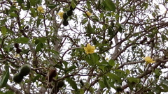 Rauvolfioideae