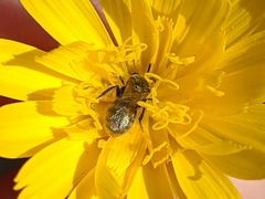 Lasioglossum