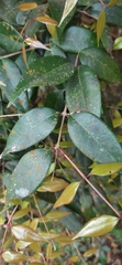 Syzygium toddalioides