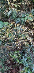 Syzygium toddalioides