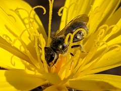 Lasioglossum