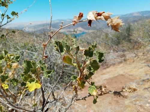 Image of Malacothamnus marrubioides by (c) Daniel S., some rights reserved (CC BY)