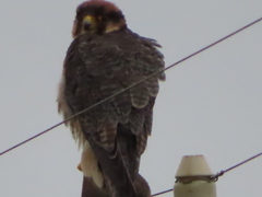 Falco biarmicus biarmicus