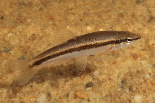 Zwartneus-dace (Rhinichthys atratulus) — Cyprinidae