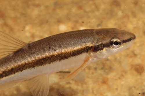 Eastern Blacknose Dace, photo 7 of 9