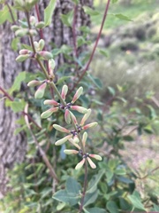 Lonicera interrupta