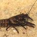 Chowanoke Crayfish - Photo (c) Ty Smith, some rights reserved (CC BY-NC), uploaded by Ty Smith