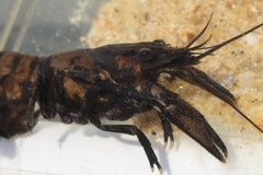 Faxonius virginiensis