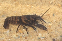 Faxonius virginiensis