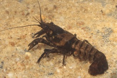 Faxonius virginiensis