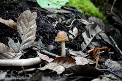 Amanita lanivolva