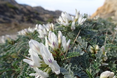 Astragalus tragacantha