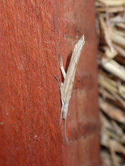 Ypsolopha mucronella