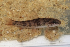 Moxostoma cervinum