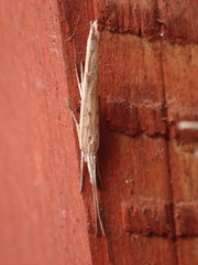 Ypsolopha mucronella
