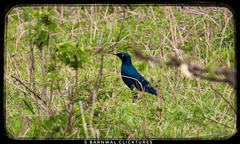 Lamprotornis chalybaeus