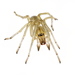 Northern Yellow Sac Spider - Photo (c) Christian Back, some rights reserved (CC BY-NC), uploaded by Christian Back