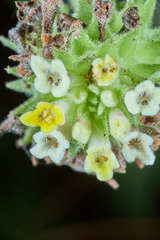 Lippia chiapasensis