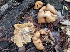 Trichoderma peltatum