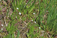 Epilobium oregonense