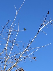Calypte anna