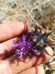 Salvia carduacea