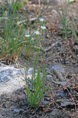 Erigeron eatonii