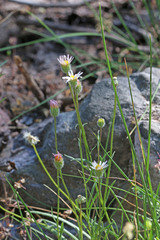 Erigeron eatonii