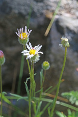 Erigeron eatonii