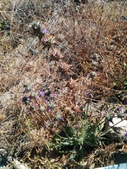 Salvia carduacea