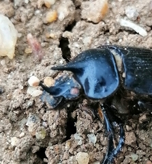 Ceratophyus hoffmannseggi