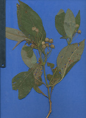 Lippia chiapasensis