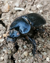 Ceratophyus hoffmannseggi