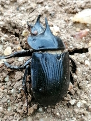 Ceratophyus hoffmannseggi