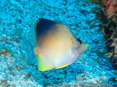 Prognathodes aculeatus
