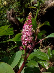 Phytolacca rugosa