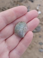 Crepidula fornicata